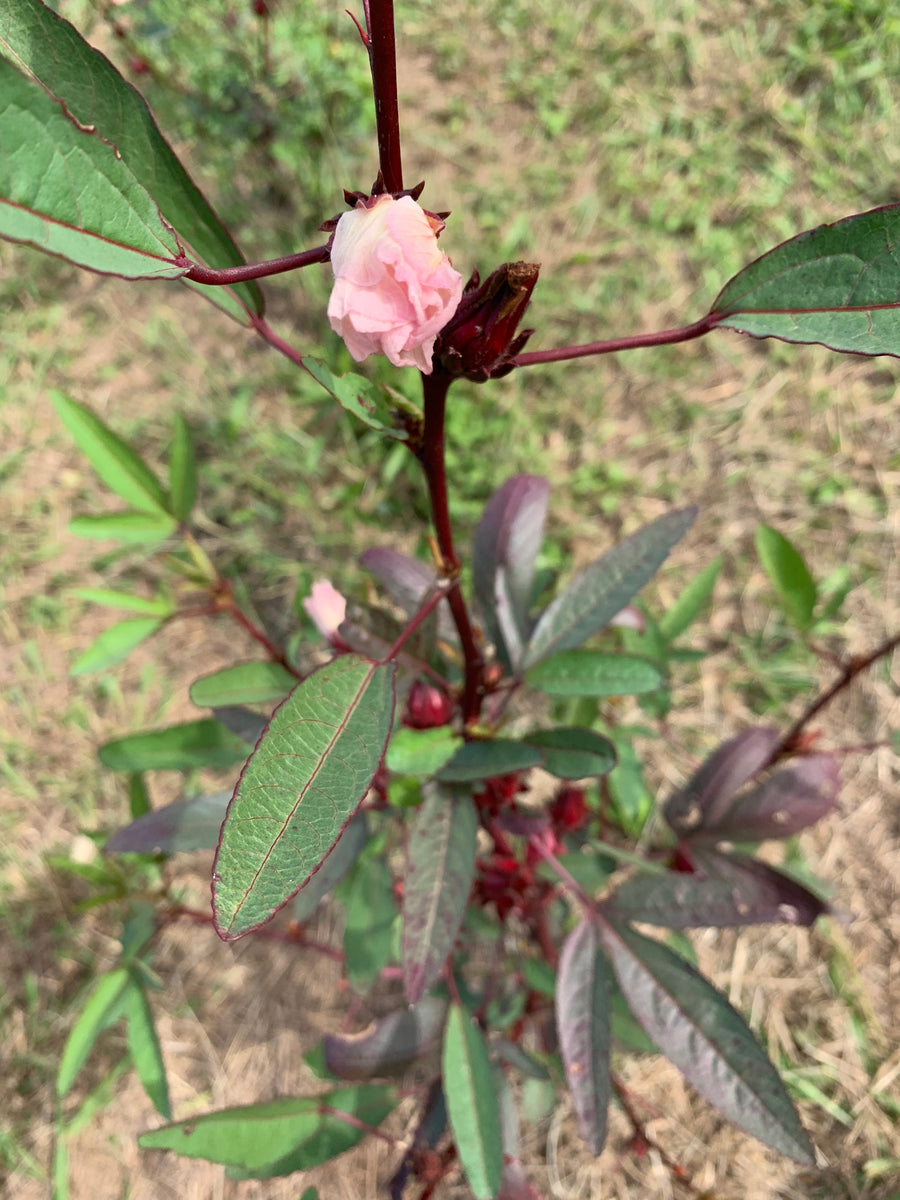 Wild Rosella Seeds – Natif Foods