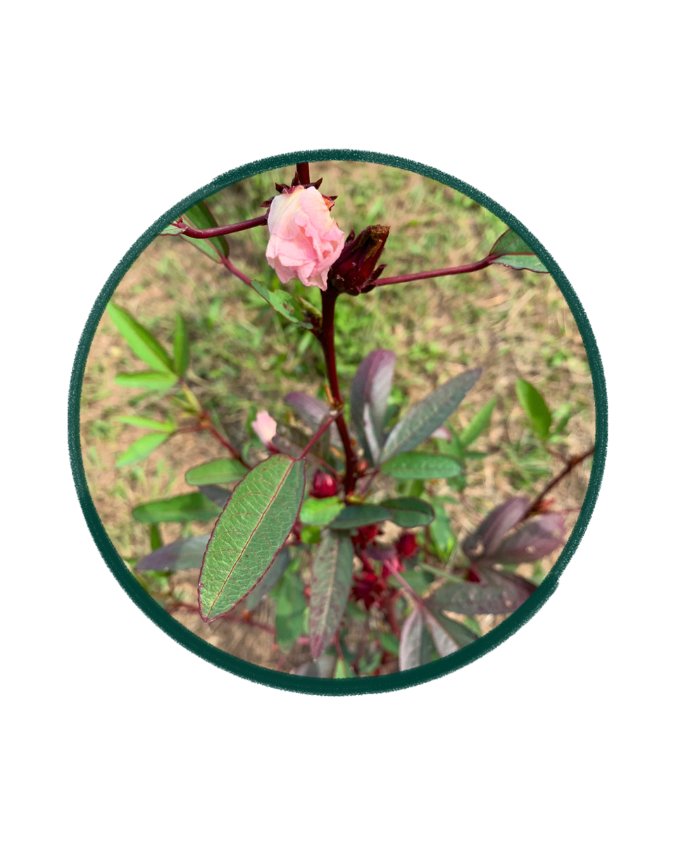 rosella plant seeds Wild Rosella Seeds – Natif Foods