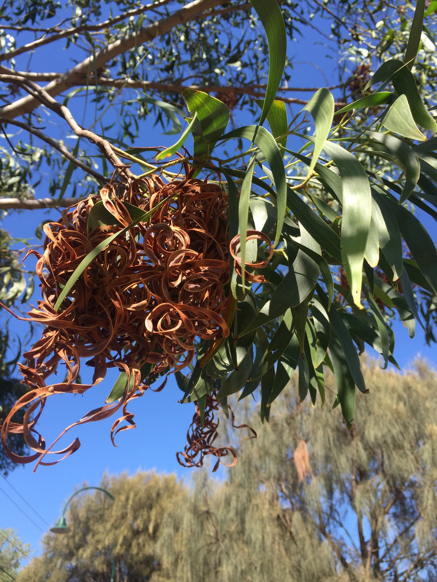 NATIF WATTLESEED - Nutritious and Delicious