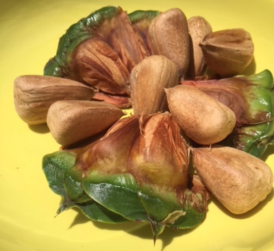 The Bunya Nut