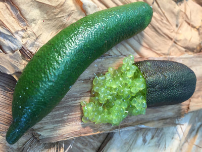 AUSTRALIAN FINGERLIMES