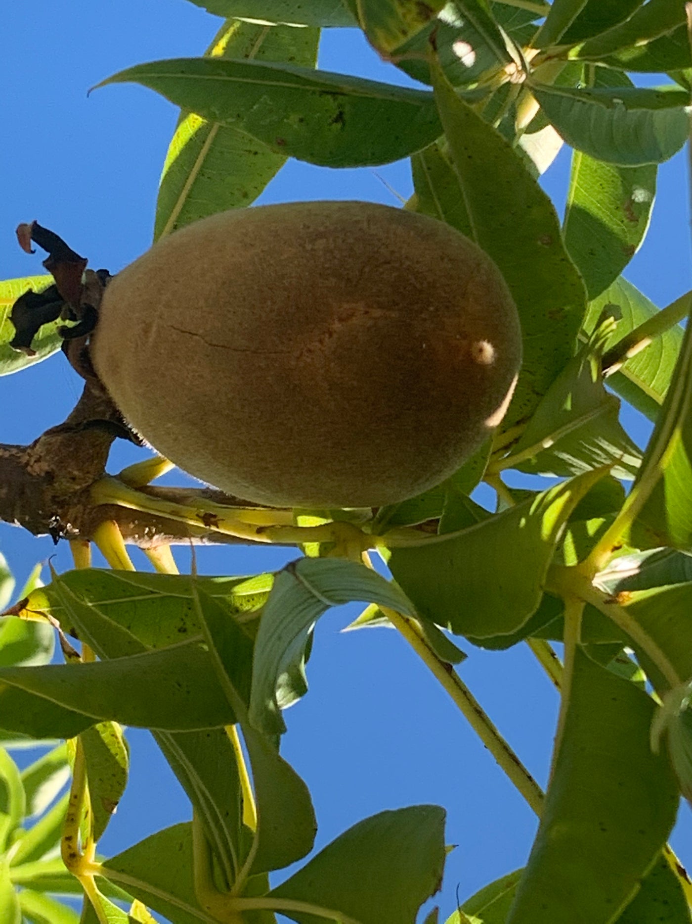 Australian Boab Fruit