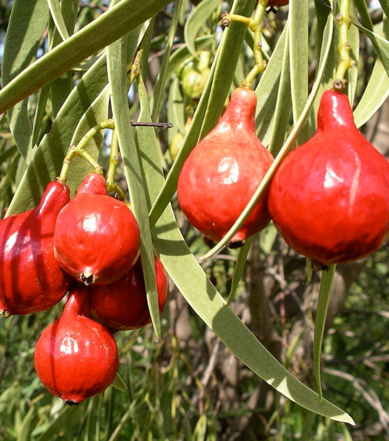 Quandong Fruit – Natif Foods