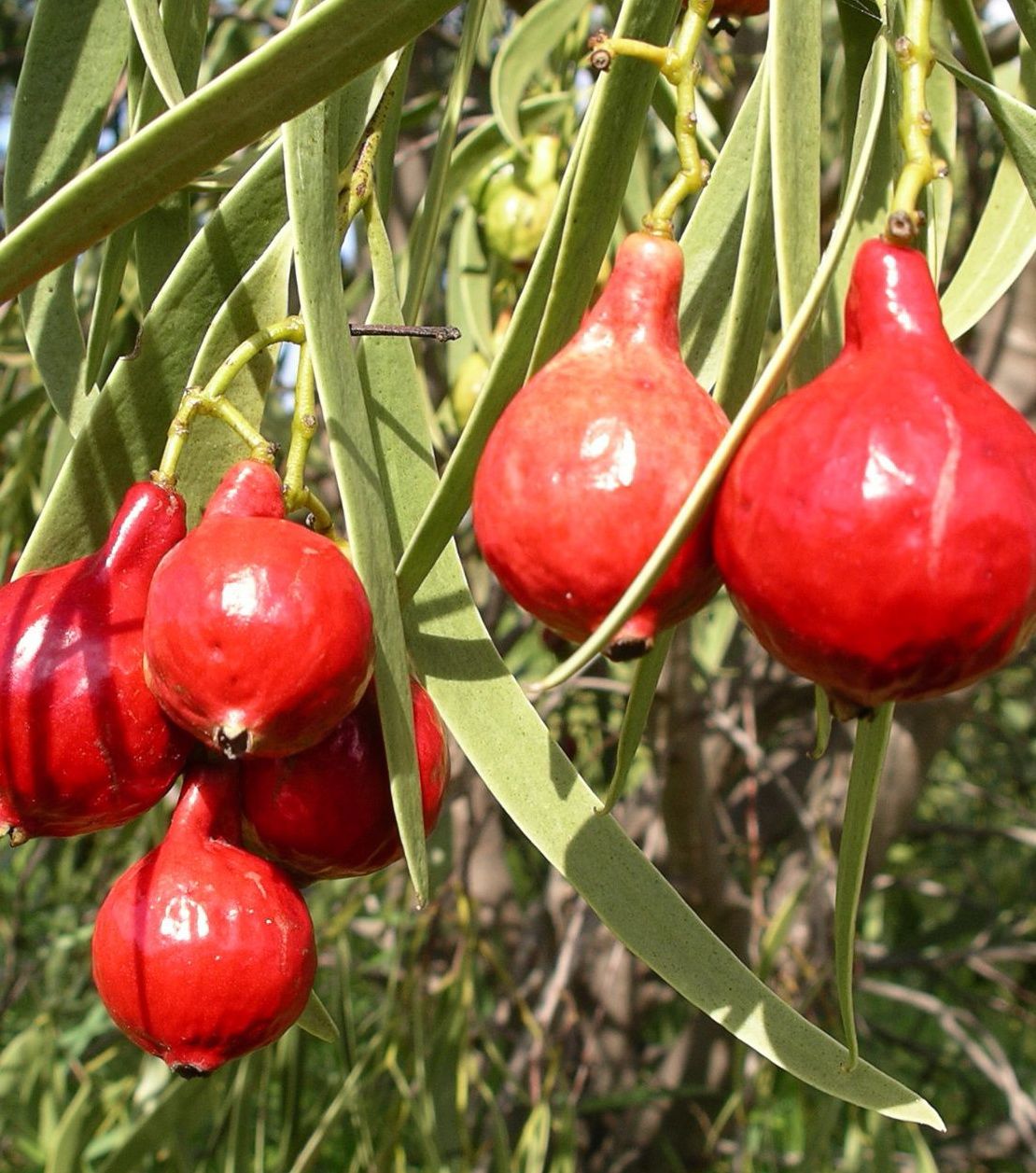 Quandong Fruit – Natif Foods