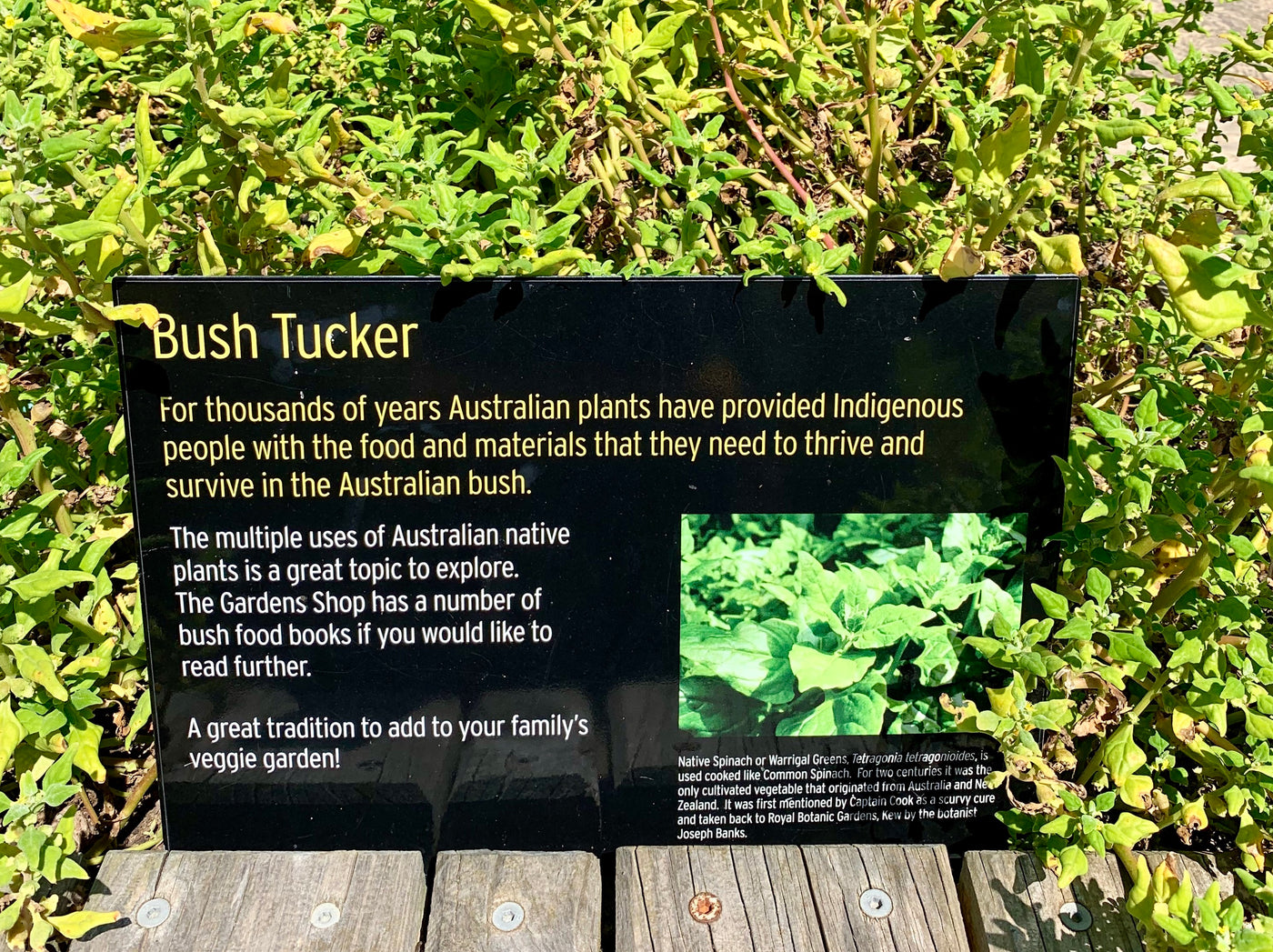 Bush Food Plants