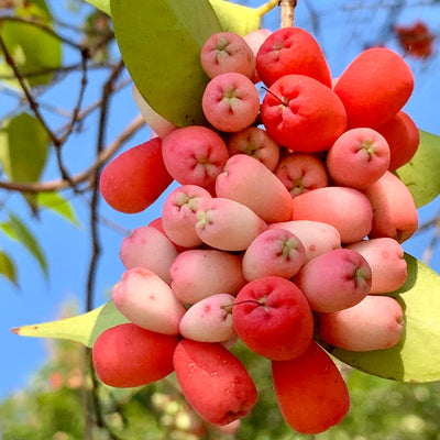 Riberry Superfood Fruit