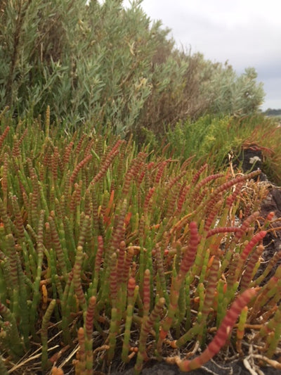 Saltbush and Native Succulents