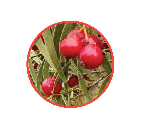 QUANDONG FRUIT – Natif Foods